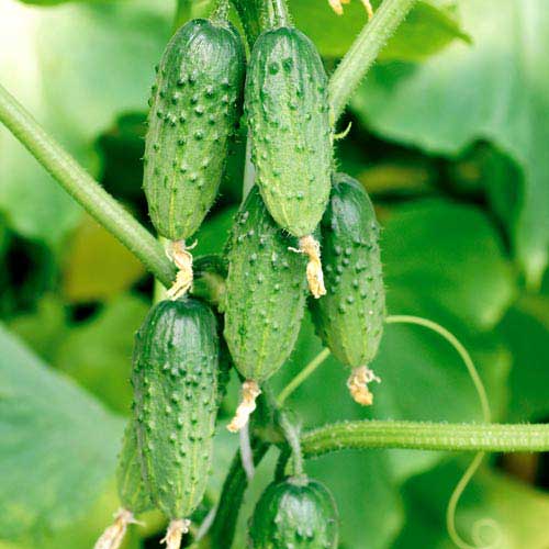 Огурец веселая компания F1 рисунок 1 артикул 77245