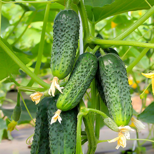 Огірок Везунчік F1 зображення 1 артикул 90490