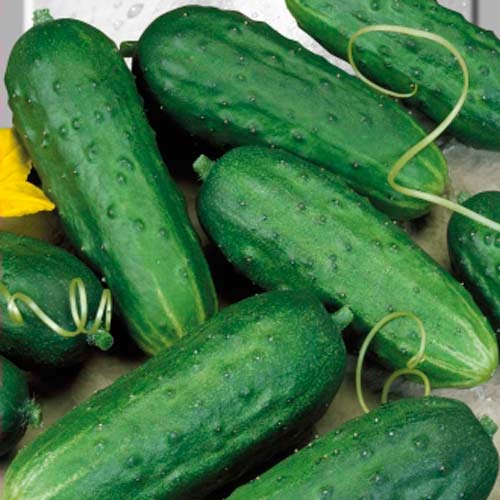 Огiрок Закусочний F1 зображення 1 артикул 65579