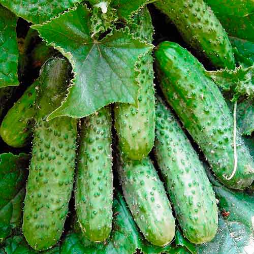 Огiрок Засолочний Seedera зображення 1 артикул 65580