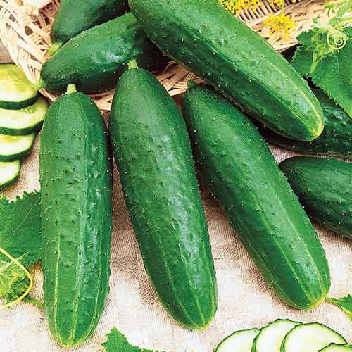 Огурец Засухоустойчивый F1 Seedera рисунок 1 артикул 72406