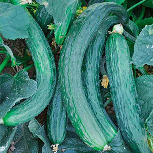 Огурец Змеевидный Seedera рисунок 1 артикул 65581