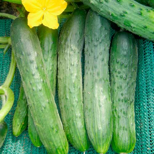 Огурец Зозуля F1 Seedera рисунок 1 артикул 65582