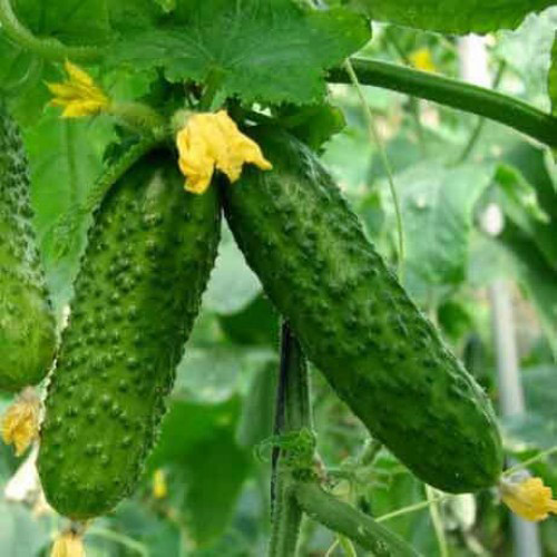 Огурец Зятек F1 Seedera рисунок 1 артикул 90110