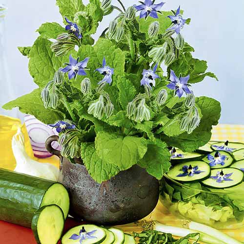 Огіркова трава зображення 1 артикул 66490