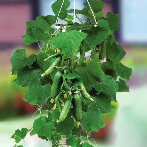 Огурец Балконное чудо F1, семена рисунок 1 артикул 9722