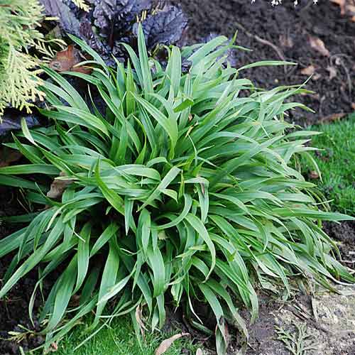 Ожика лесная артикул фото 1 Ожика лесная рисунок 1 артикул 01387