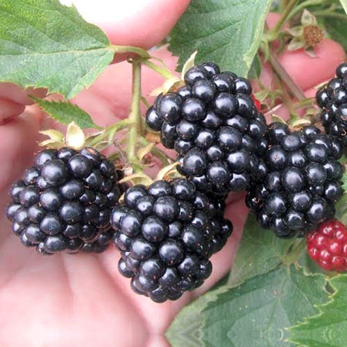 Ежевика Агавам артикул фото 1 Ежевика Агавам рисунок 1 артикул 4398