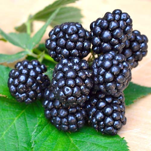 Ожина Апачі зображення 1 артикул 4316