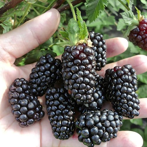 Ежевика Блек Бат рисунок 1 артикул 1530