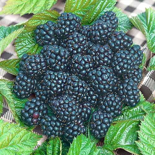 Ежевика Блэк Джевел артикул фото 1 Ежевика Блэк Джевел рисунок 1 артикул 4317