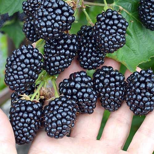 Ежевика Честер рисунок 1 артикул 4327