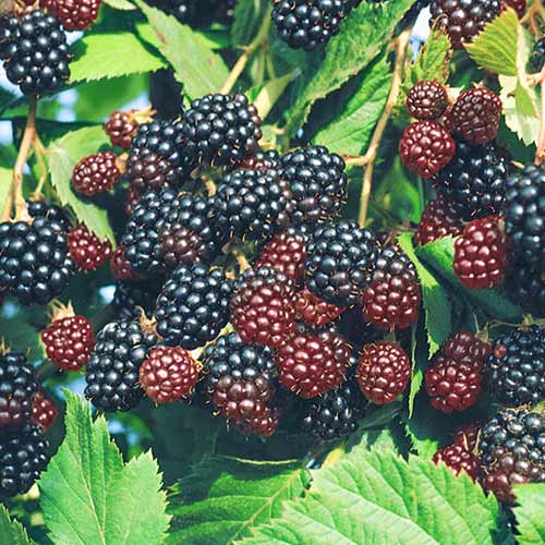 Ежевика Черный Принц рисунок 1 артикул 4326