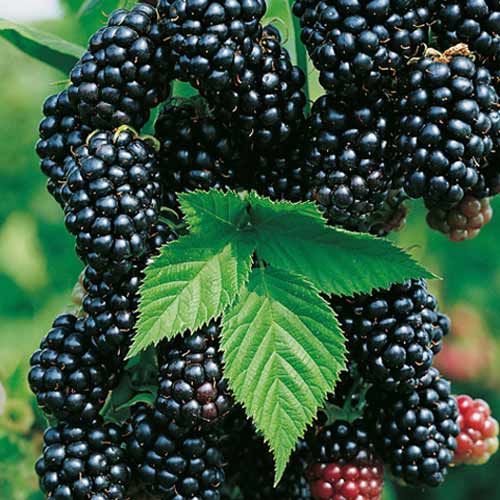 Ожина Холс Бюті артикул фото 1 Ожина Холс Бюті зображення 1 артикул 5793