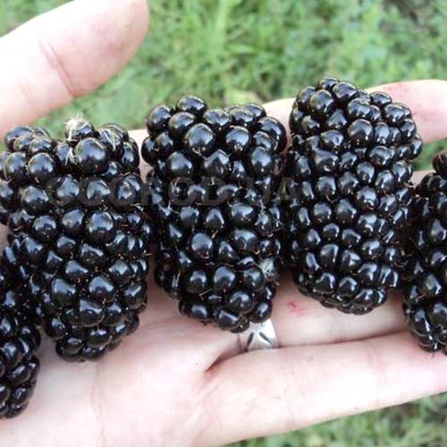 Ежевика Киова артикул фото 1 Ежевика Киова рисунок 1 артикул 4319