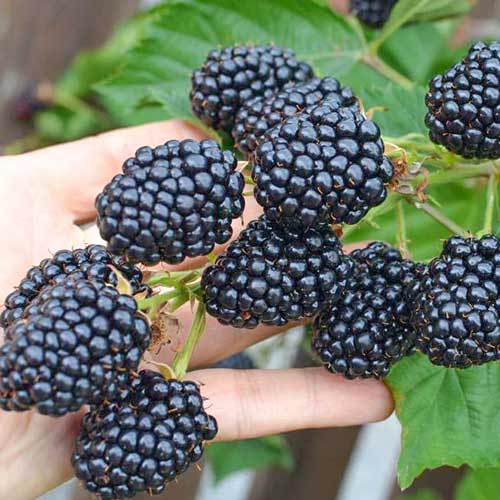 Ежевика Лох Тей рисунок 1 артикул 4320