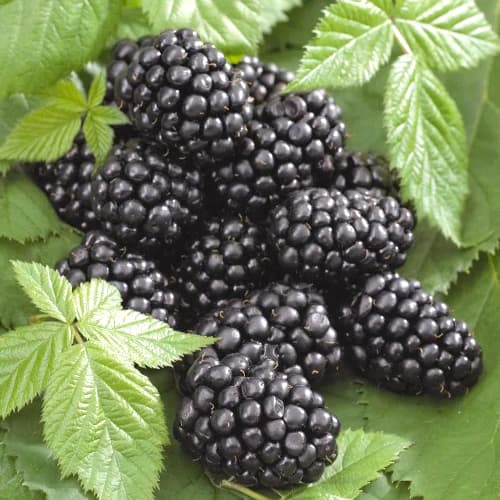 Ежевика Небеса могут подождать   артикул фото 1 Ежевика Небеса могут подождать   рисунок 1 артикул 4321