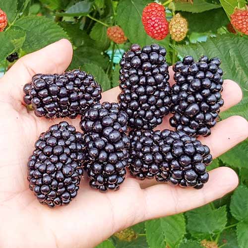 Ежевика Оуачита артикул фото 1 Ежевика Оуачита рисунок 1 артикул 4322