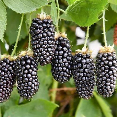 Ожина Прайм Арк Фрідом зображення 1 артикул 1532