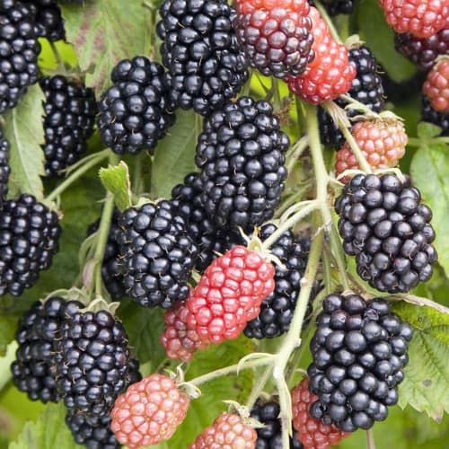 Ежевика Прайм Джим артикул фото 1 Ежевика Прайм Джим рисунок 1 артикул 1531