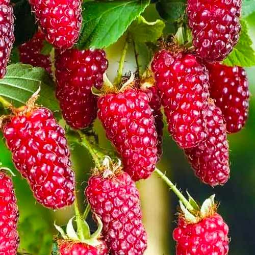 Ожина Ред Даймонд зображення 1 артикул 1601