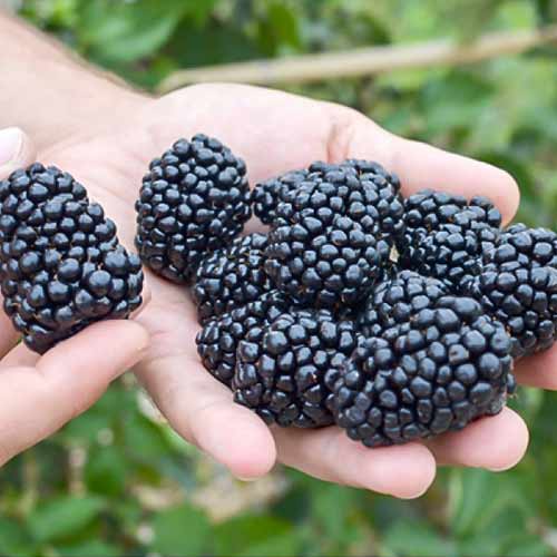 Ожина Рубен артикул фото 1 Ожина Рубен зображення 1 артикул 4323