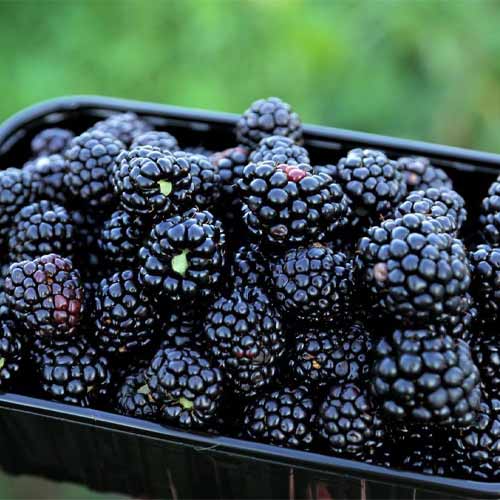 Ежевика Свит Пай рисунок 1 артикул 5792