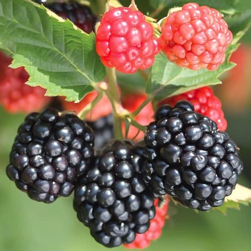 Ожина Тріпл Краун артикул фото 1 Ожина Тріпл Краун зображення 1 артикул 1529