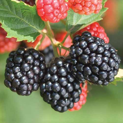 Ожина Трійна Корона зображення 1 артикул 4325