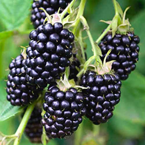 Ежевика Виктория рисунок 1 артикул 1602