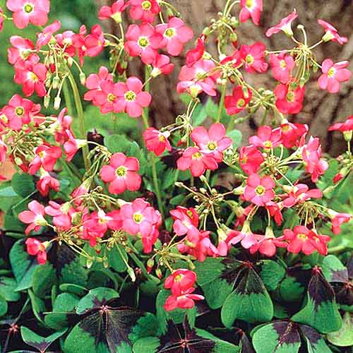 Оксаліс (кислиця) Айрон Кросс зображення 1 артикул 76481