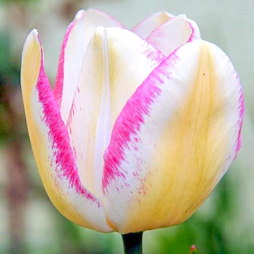 Тюльпан Тріумф Фламінг Едж зображення 1 артикул 70312