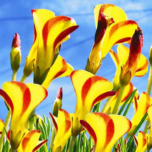 Оксаліс Голден Кейп зображення 1 артикул 70239