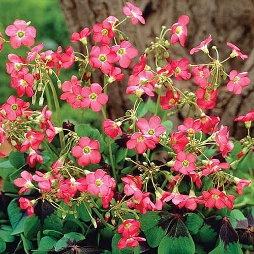 Оксаліс Deppei Iron Cross зображення 1 артикул 67671