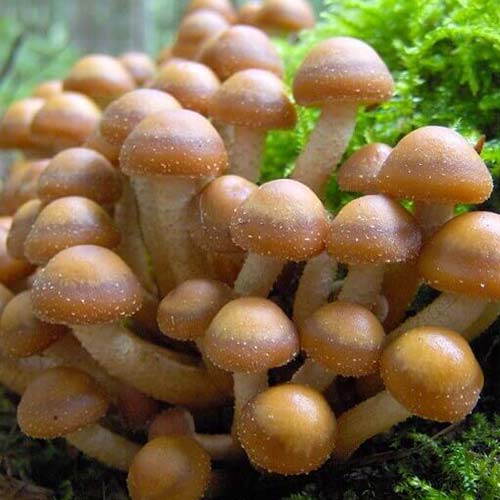 Опенок летний рисунок 1 артикул 89850