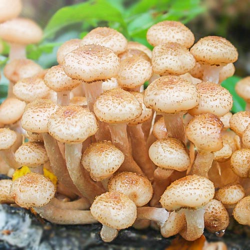 Опенок осенний рисунок 1 артикул 89852