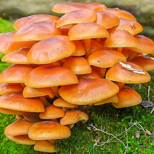 Опенок зимний рисунок 1 артикул 89849