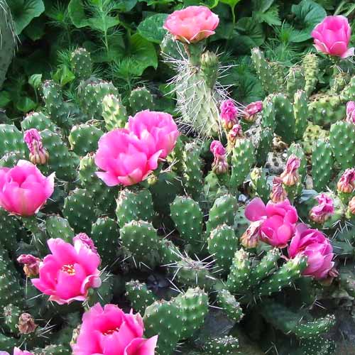 Опунция (зимостойкий кактус) рисунок 1 артикул 68726