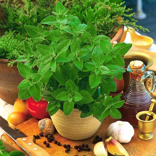 Орегано (Душица обыкновенная), семена рисунок 1 артикул 65433