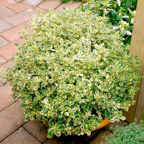 Орегано Кантрі Крем зображення 1 артикул 68669