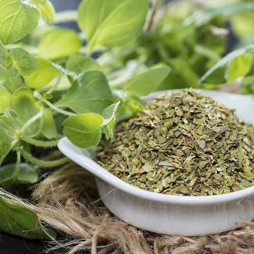 Орегано (майоран) Гурман, семена рисунок 1 артикул 66536