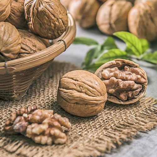 Орех грецкий Карлик рисунок 1 артикул 7012