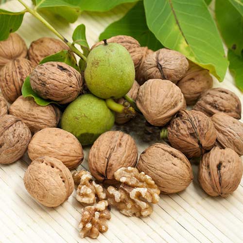 Горіх волоський (грецький) Скороплідний зображення 1 артикул 7014