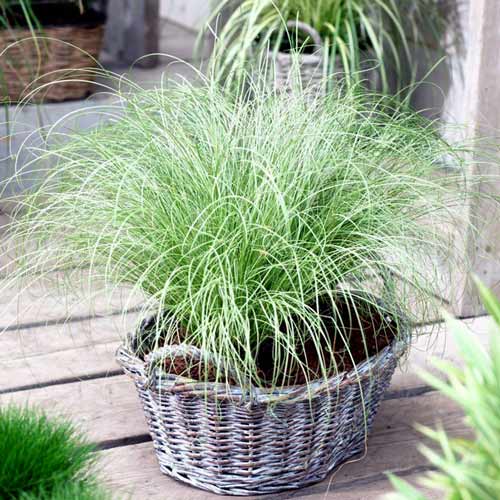 Осока Амазон Мист, саджанці зображення 1 артикул 68813