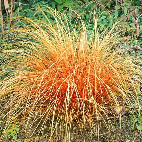 Осока Бронз Перфекшн, саджанці зображення 1 артикул 68814