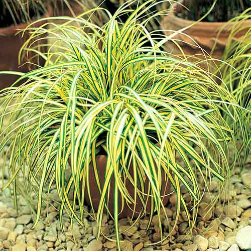 Осока Еверголд зображення 1 артикул 4750