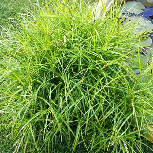 Осока пальмолистна зображення 1 артикул 01389