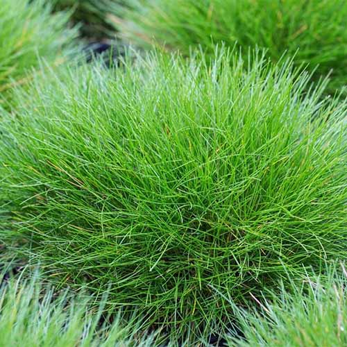 Овсяница метельчатая артикул фото 1 Овсяница метельчатая рисунок 1 артикул 01382