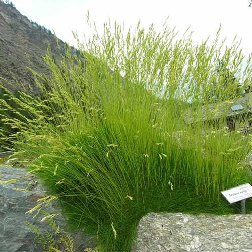 Овсяница овечья рисунок 1 артикул 01383