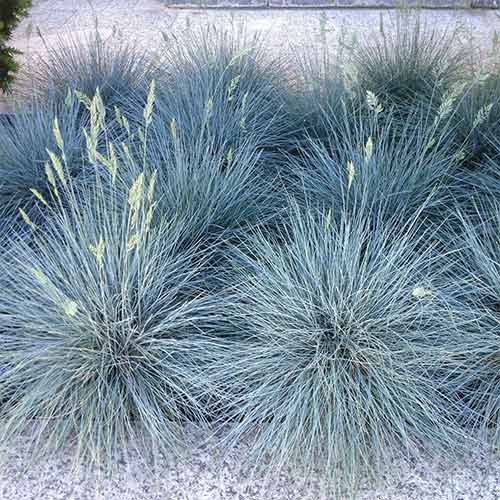 Овсяница сизая Айс Блю артикул фото 1 Овсяница сизая Айс Блю рисунок 1 артикул 01384